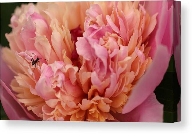 Peony Canvas Print featuring the photograph Working hard by Laurie Lago Rispoli
