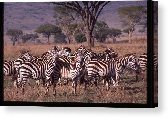 Africa Canvas Print featuring the photograph Zebra Herd by Russ Considine