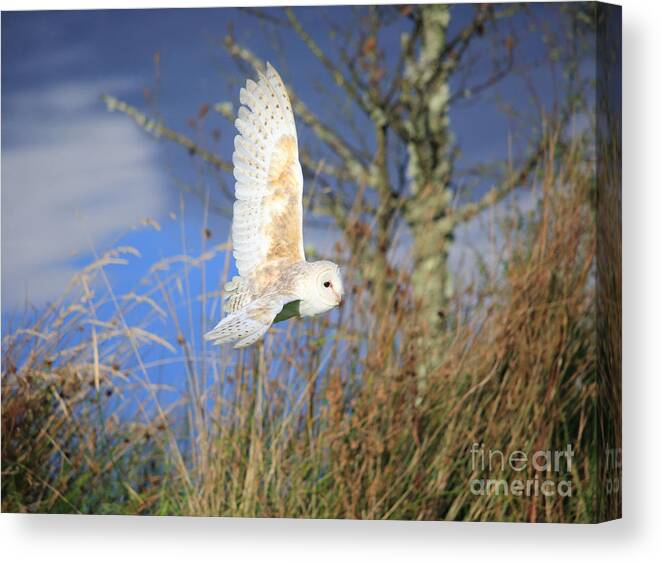 Barn Owl Canvas Print featuring the photograph Barn Owl by Maria Gaellman