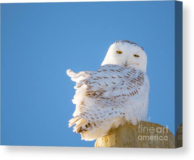  Sky Canvas Print featuring the photograph Blue Sky Snowy #1 by Cheryl Baxter