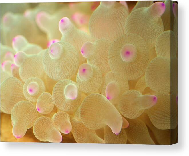 Invertebrate Canvas Print featuring the photograph Bubble-tip Anemone #1 by Nigel Downer