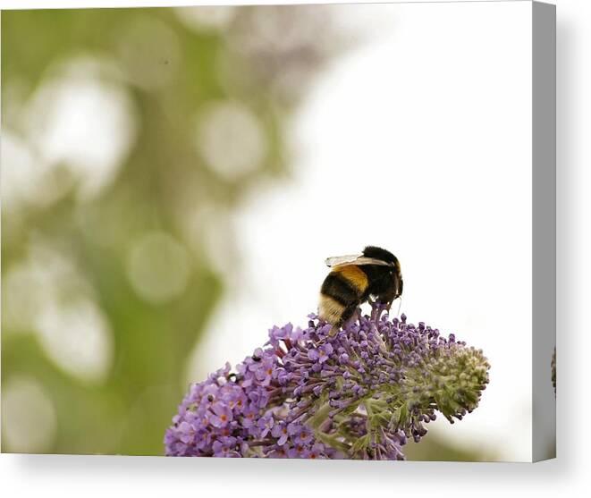  Canvas Print featuring the photograph Buzzy bees #1 by Lorraine Lumb