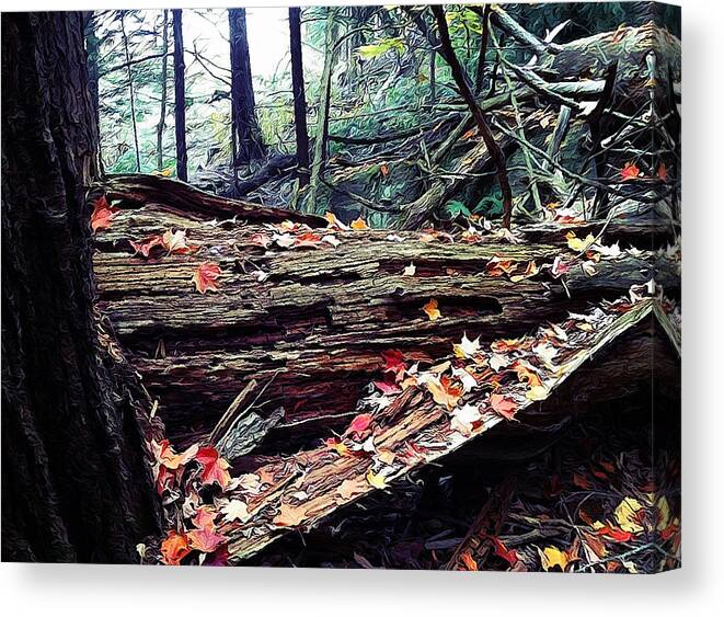 Trees Canvas Print featuring the photograph Fall Forest #2 by Natasha Marco