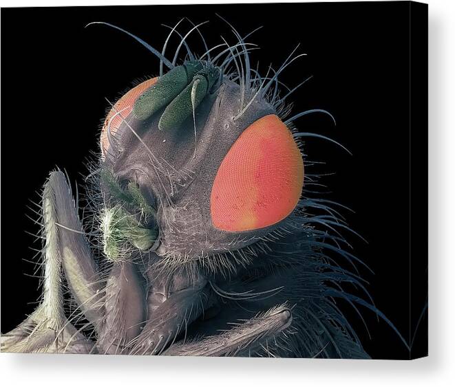 Compound Canvas Print featuring the photograph Housefly Head #1 by Steve Gschmeissner