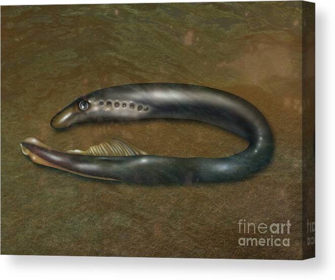 Nature Canvas Print featuring the photograph Lamprey Eel, Illustration by Gwen Shockey