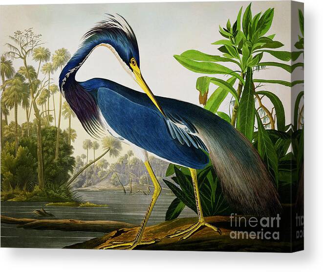 Wild Life Canvas Print featuring the drawing Louisiana Heron #1 by Celestial Images