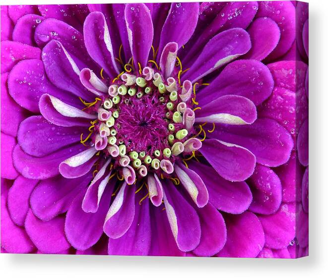 Flower Canvas Print featuring the photograph Passionately Purple by Bill Morgenstern