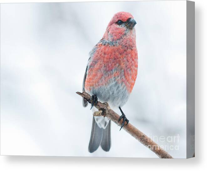 Pine Grosbeak Canvas Print featuring the photograph Pine Grosbeak #1 by Cheryl Baxter