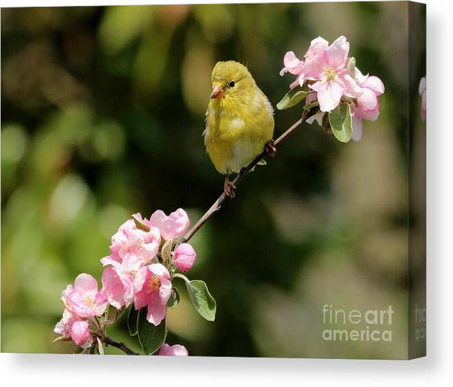 Nature Canvas Print featuring the photograph American Goldfinch #100 by Jack R Brock