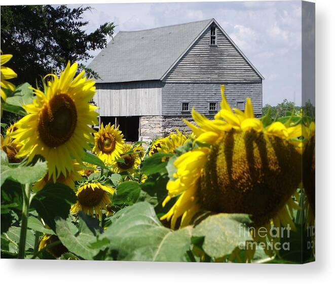 Buttonwood Farm Canvas Print featuring the photograph Buttonwood Farm #2 by Michelle Welles