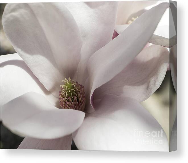 Magnolia Canvas Print featuring the photograph Center Of Attention #1 by Arlene Carmel