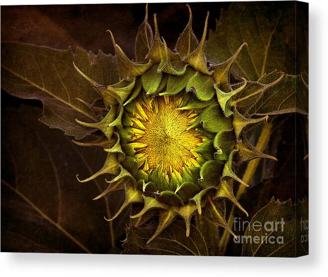 Sunflower Canvas Print featuring the photograph Sunflower #1 by Elena Nosyreva