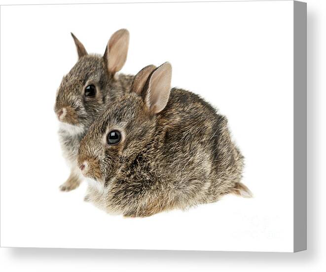 Rabbits Canvas Print featuring the photograph Two baby bunny rabbits 2 by Elena Elisseeva