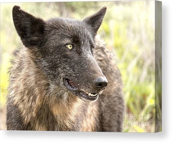 Wolf Canvas Print featuring the photograph Black Wolf #3 by Deby Dixon