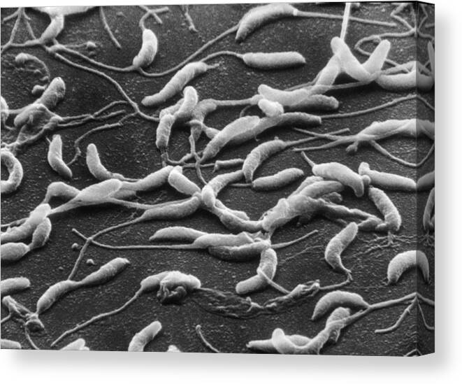 Science Canvas Print featuring the photograph Caulobacter Crescentus, Sem #3 by Biology Pics