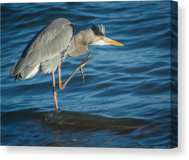 Florida Canvas Print featuring the photograph Great Blue Heron #3 by Jane Luxton