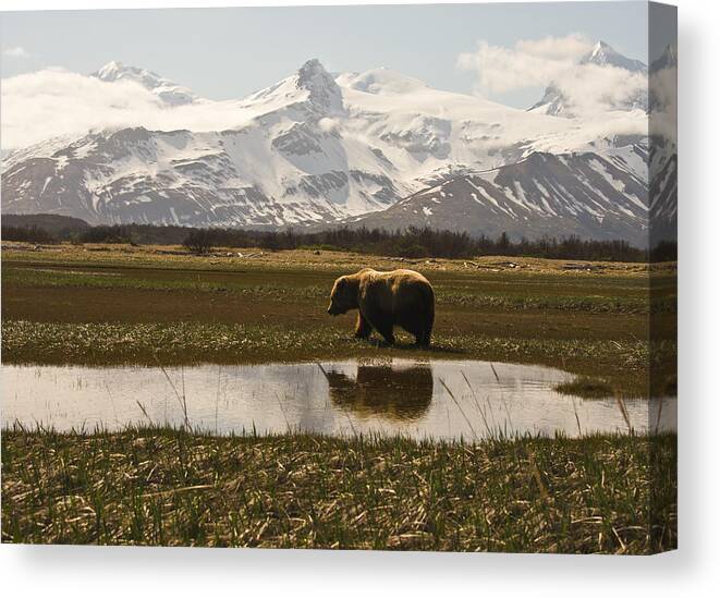 Grizzly Canvas Print featuring the photograph Bear in Hallo Bay in Katmai National Park Alaska #4 by Natasha Bishop