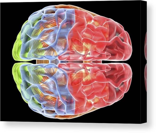 Brain Canvas Print featuring the photograph Human Brain Anatomy #4 by Alfred Pasieka/science Photo Library