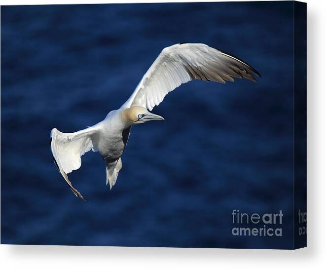 Northern Gannet Canvas Print featuring the photograph Northern Gannet in flight by Maria Gaellman