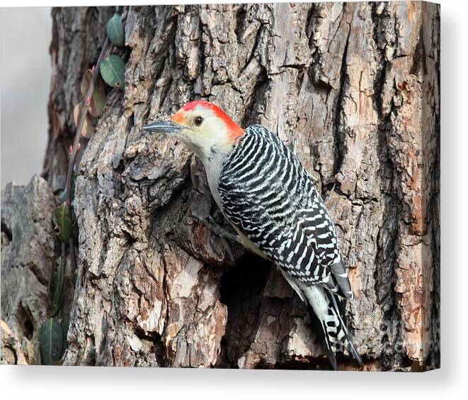 Nature Canvas Print featuring the photograph Red-bellied Woodpecker #40 by Jack R Brock