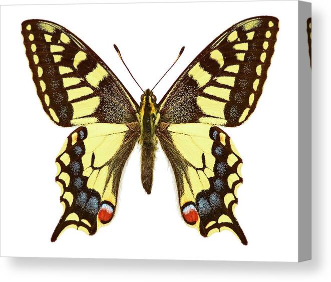 One Animal Canvas Print featuring the photograph Swallowtail Butterfly #5 by Natural History Museum, London/science Photo Library