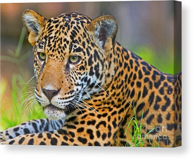 Jaguar Canvas Print featuring the photograph Jaguar #8 by Millard H. Sharp