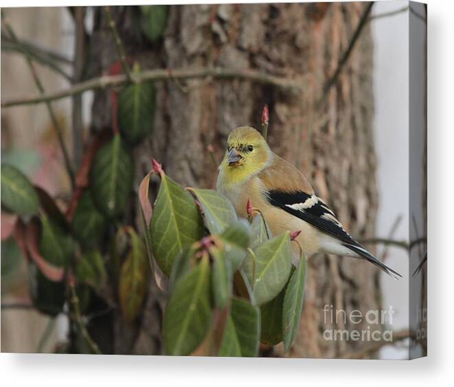 Nature Canvas Print featuring the photograph American Goldfinch #90 by Jack R Brock