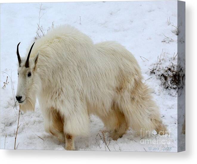 Mountain Goat Canvas Print featuring the photograph A Beautiful Woman by Dorrene BrownButterfield