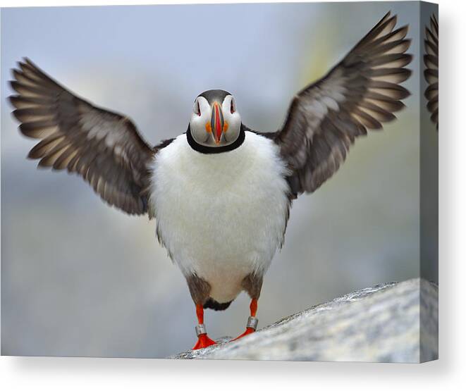Atlantic Puffin Canvas Print featuring the photograph A Seaside Breeze by Tony Beck