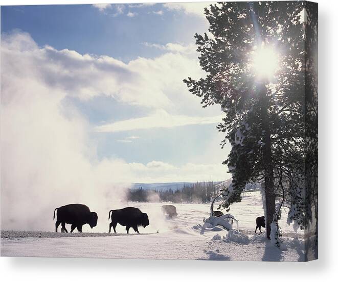 Mp Canvas Print featuring the photograph American Bison In Winter by Tim Fitzharris