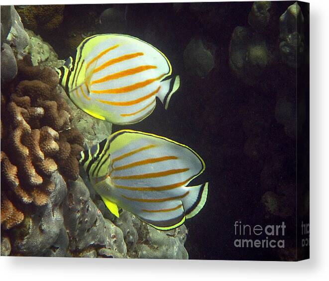 Ornate Butterflyfish Canvas Print featuring the photograph An Ornate Pair by Bette Phelan