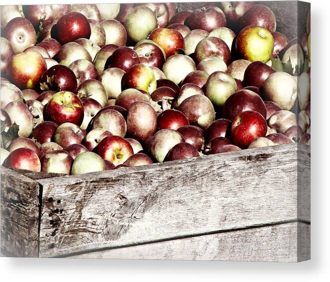 Apple Harvest Canvas Print featuring the photograph Apple Harvest by Dark Whimsy