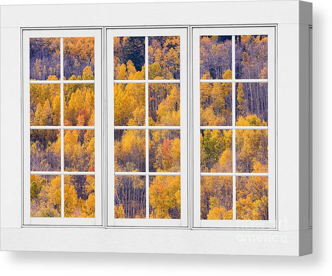 Aspen Canvas Print featuring the photograph Autumn Aspen Trees White Picture Window View by James BO Insogna