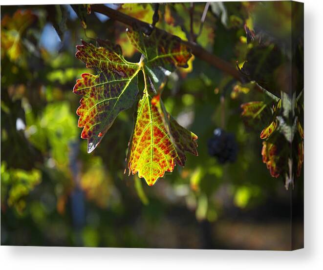 Leaf Canvas Print featuring the photograph Autumn leaf by Patricia Dennis