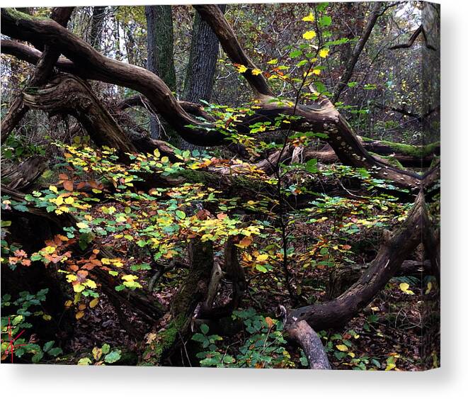 Colette Canvas Print featuring the photograph Autumn Time in Denmark by Colette V Hera Guggenheim