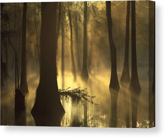 00174948 Canvas Print featuring the photograph Bald Cypress Swamp at Dawn by Tim Fitzharris