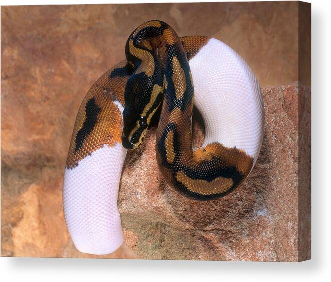 Animal Canvas Print featuring the photograph Ball Python by Steve Cooper