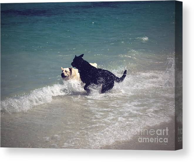 Laborador Canvas Print featuring the photograph Beach Fun by Cassandra Buckley