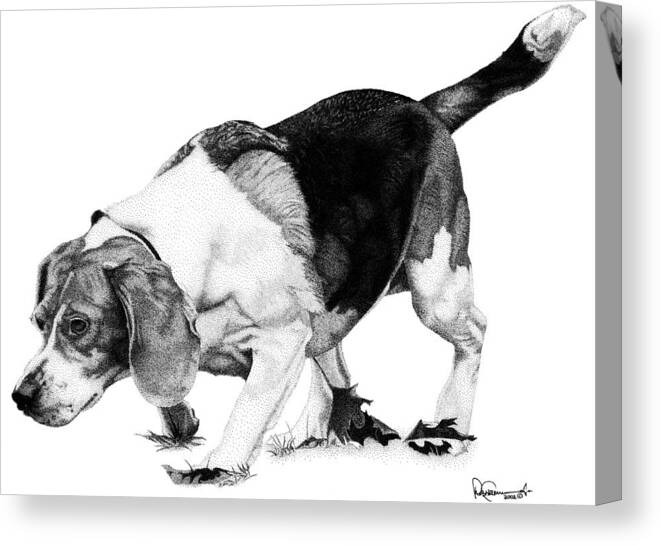 Beagle Canvas Print featuring the drawing Beagle on the Hunt by Rob Christensen