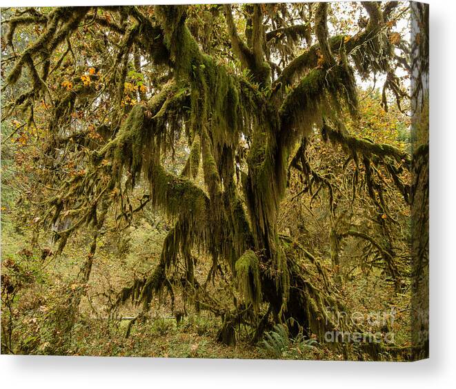 Big Leaf Maple Canvas Print featuring the photograph Bigleaf Maple 1 by Tracy Knauer