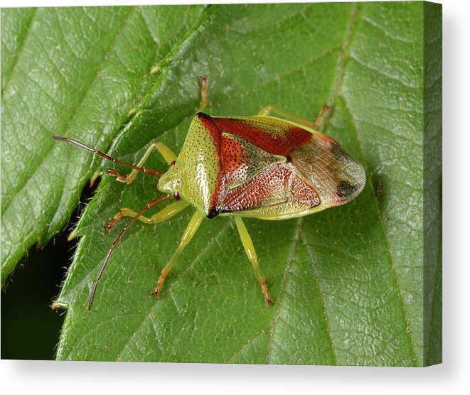 1 Canvas Print featuring the photograph Birch Shield Bug by Nigel Downer