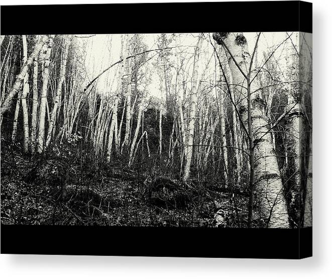 Birch Canvas Print featuring the photograph Birch Trees by Jerry Cahill