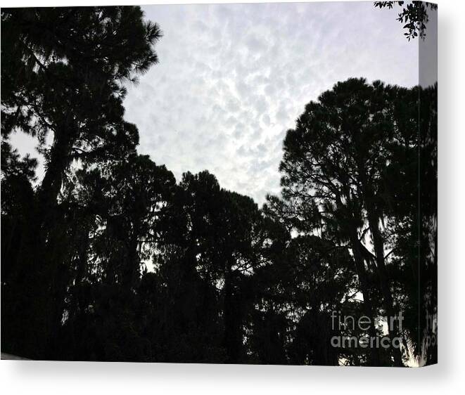 Tree Art Canvas Print featuring the photograph Blue Cloudy Sky by James and Donna Daugherty