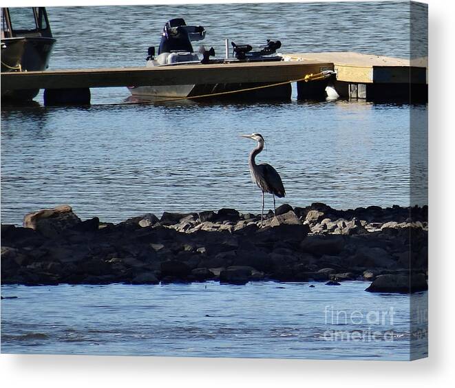 Birds Canvas Print featuring the photograph Blue Heron by the dock by Christopher Plummer