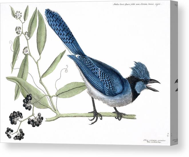 1683-1749 Canvas Print featuring the photograph Blue Jay by Natural History Museum, London