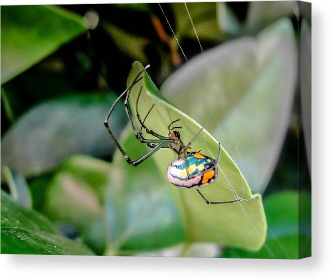 Orbweaver Canvas Print featuring the photograph Blue Orbweaver by TK Goforth