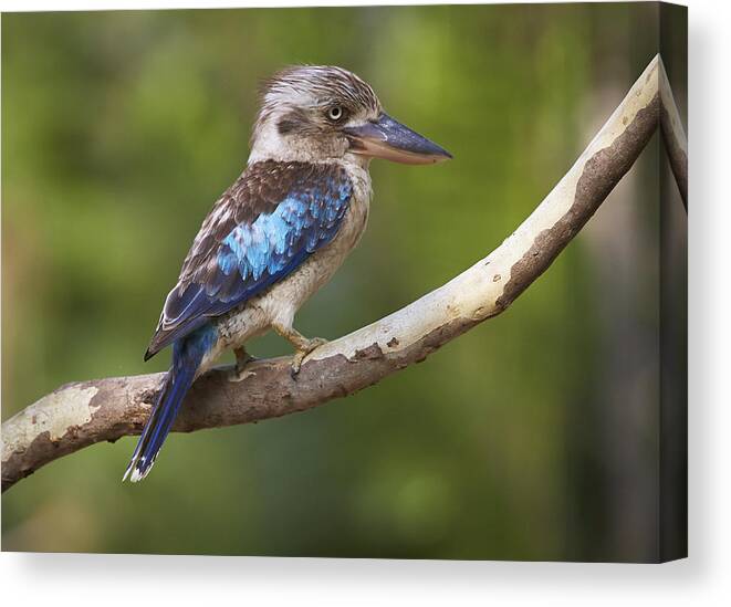 Martin Willis Canvas Print featuring the photograph Blue-winged Kookaburra Queensland by Martin Willis