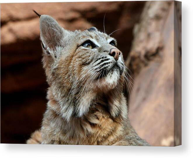 Netherlands Canvas Print featuring the photograph Bobcat Portrait by Ger Bosma
