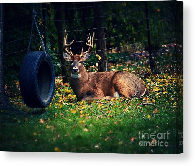 Buck Canvas Print featuring the photograph Buck in the Back Yard by Frank J Casella