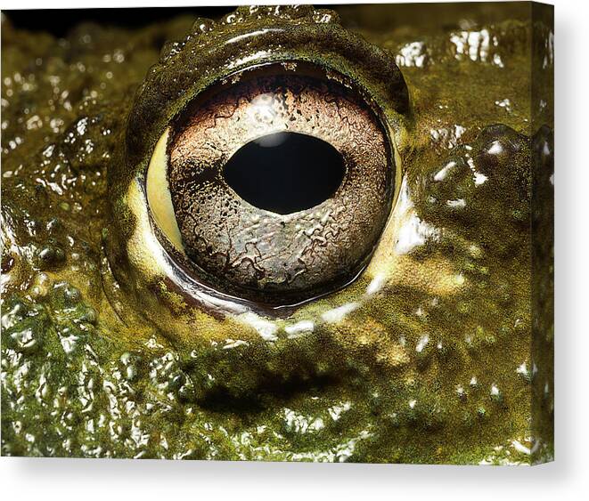 Eyesight Canvas Print featuring the photograph Bullfrogs Eye, Close Up by Jonathan Knowles
